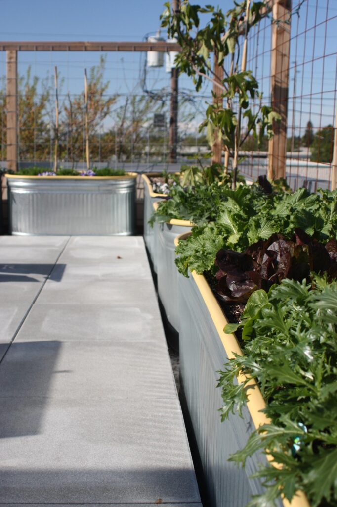 Rooftop Garden at Hammer & Hand Office in Portland