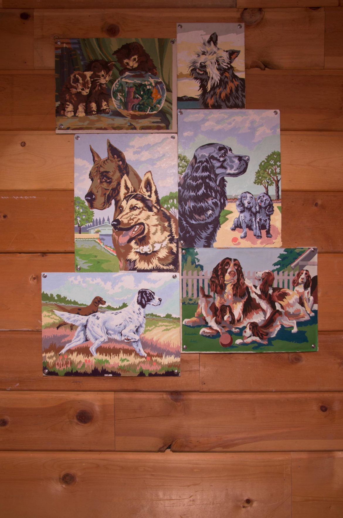 Urban Animal Commercial Construction Photos | Seattle, WA