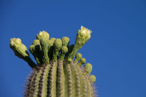 Sagauro Cactus - Biomimicry Example for Green Building