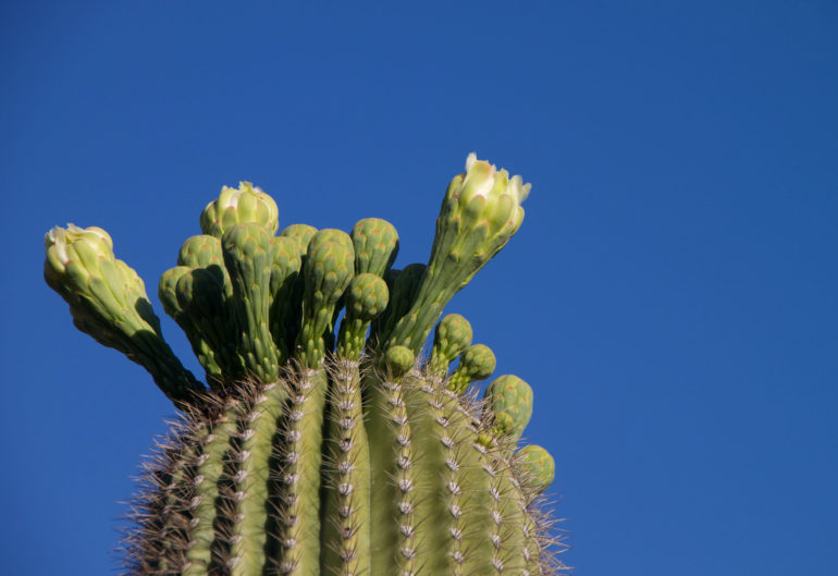 Sagauro Cactus - Biomimicry Example for Green Building