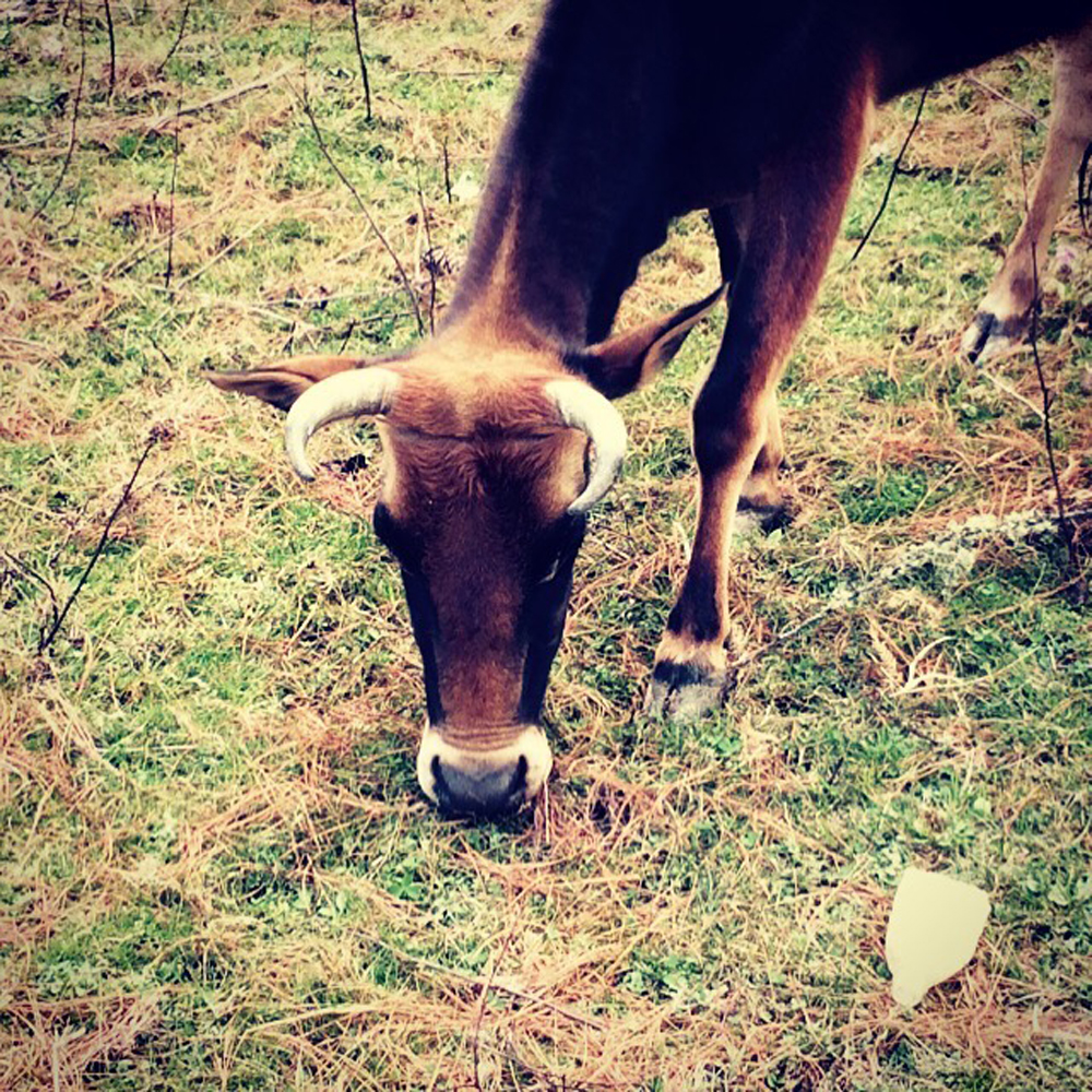 Steer in Bhutan | Hammer & Hand