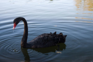 Black Swan image by Russell Street, used here under Creative Commons license