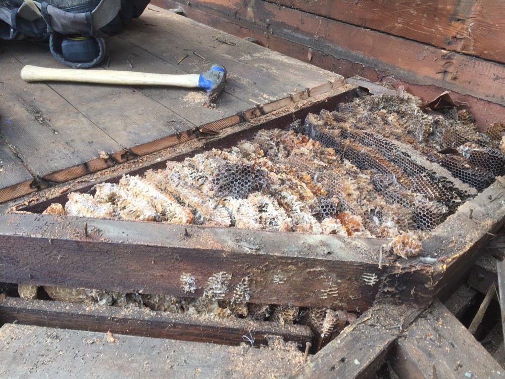 Bee Hive in Deck | Hammer & Hand