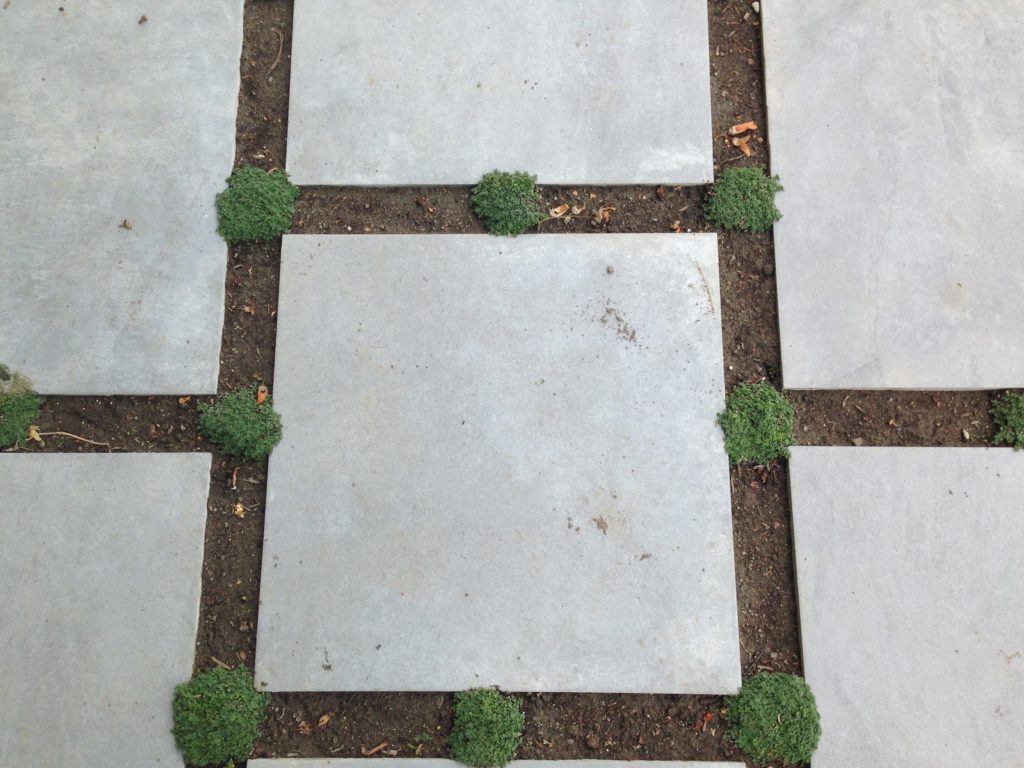 Thyme Planted Between Pavers at Pool Project