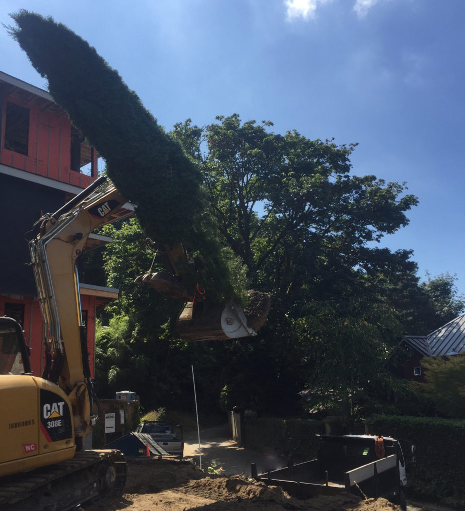 Tree Removed from Site
