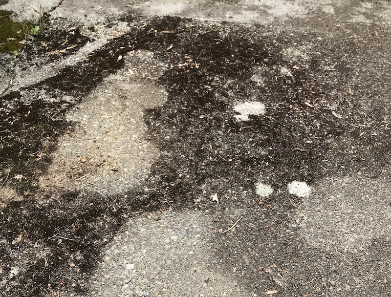 Moss Growing on Concrete