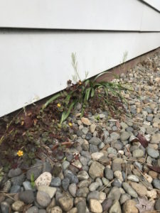 Weeds Growing at Foundation of House