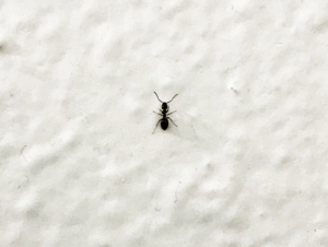 It starts with a scout ant...
